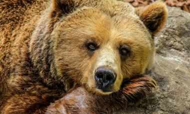 Mimoriadna situácia z dôvodu zvýšeného výskytu medveďa hnedého 1